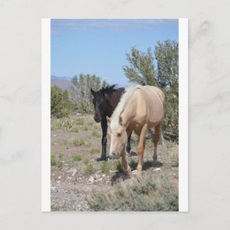 Postal Palomino Mustang
