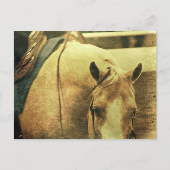 Postal Palomino Occidental (Anverso)