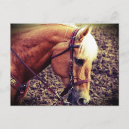 Postal Palomino Occidental