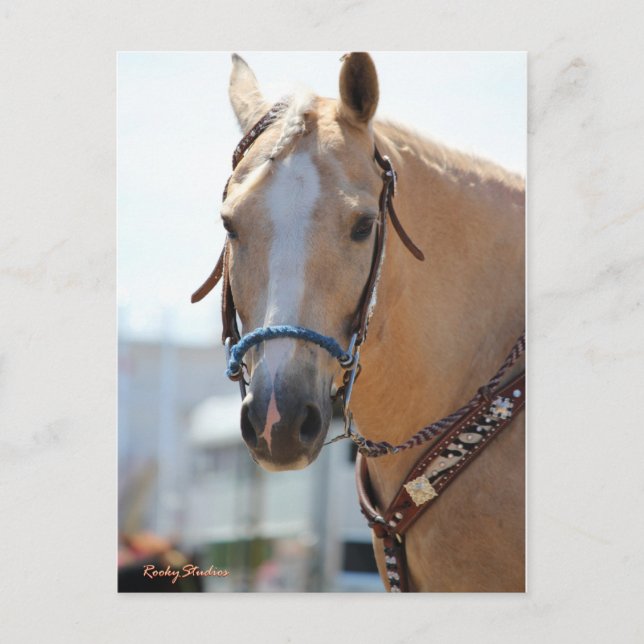 Postal Palomino Pic (Anverso)