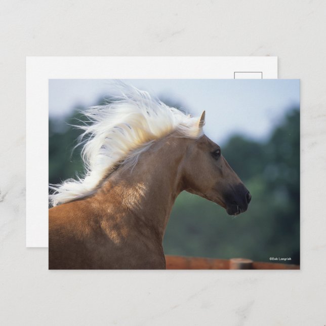 Postal Palomino Rocky Mountain Horse (Anverso / Reverso)