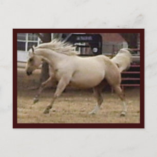 Postal Palomino Spunky