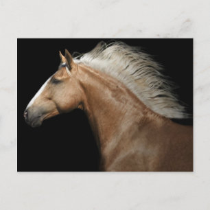 Postal Palomino Stallion