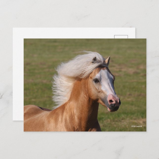 Postal Palomino Welsh Pony Headhot Mane Flowing (Anverso / Reverso)