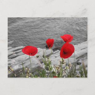 Postal palomitas rojas