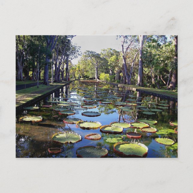 Postal Pamplemousses del Jardín Botánico, Isla Mauricio (Anverso)