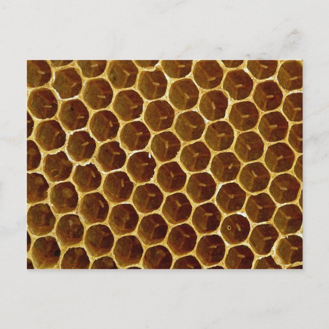 Postal Panal de cera de abeja (Anverso)