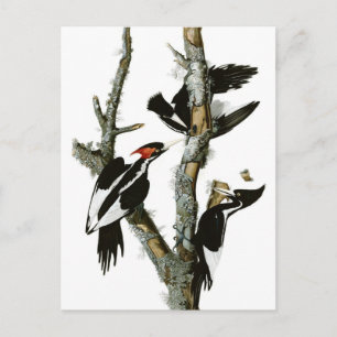 Postal Pancomys audubon
