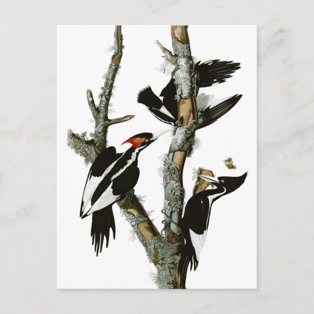Postal Pancomys audubon (Anverso)