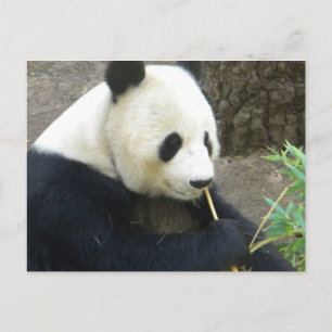 Postal Panda
