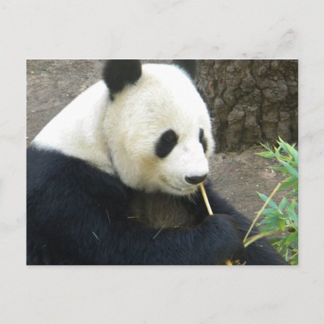 Postal Panda (Anverso)