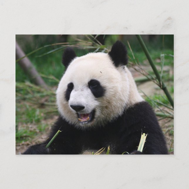 Postal panda (Anverso)