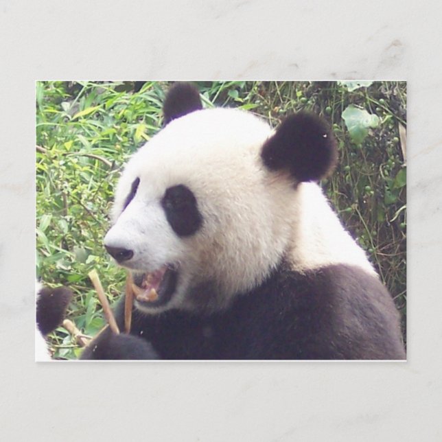 Postal Panda (Anverso)