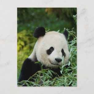 Postal Panda