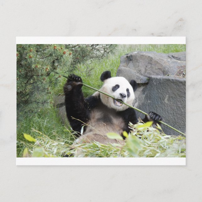 Postal Panda (Anverso)