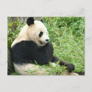 Postal Panda