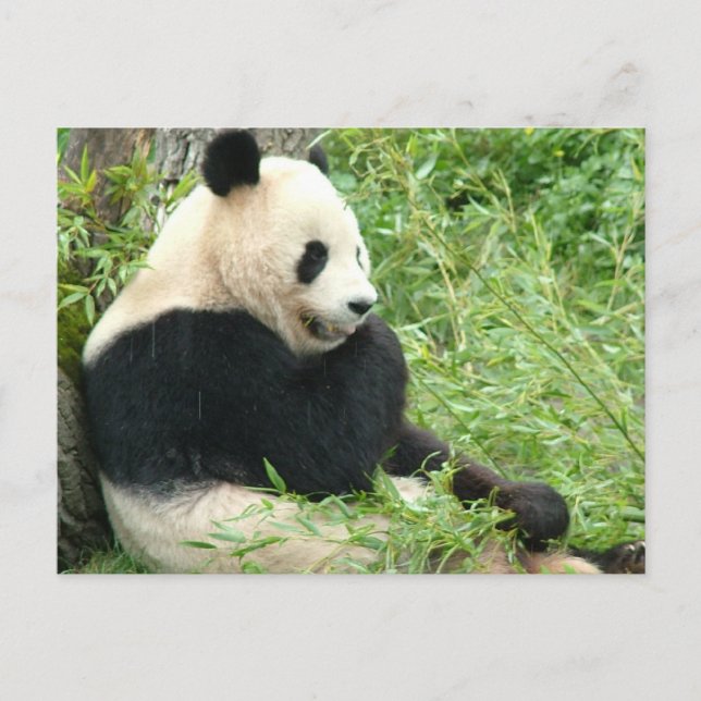 Postal Panda (Anverso)