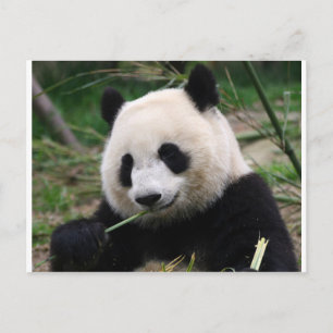 Postal Panda