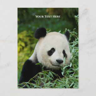 Postal Panda