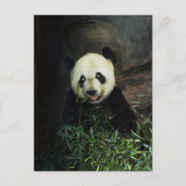 Postal Panda