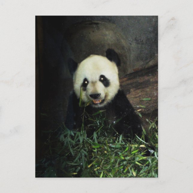 Postal Panda (Anverso)