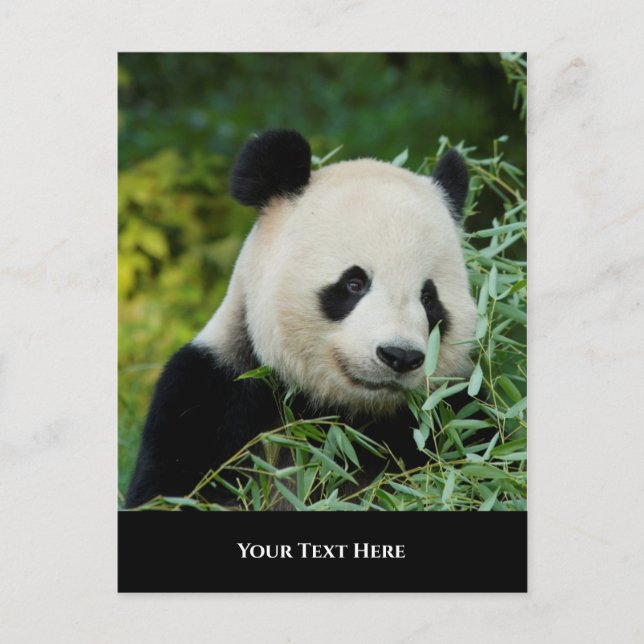 Postal Panda (Anverso)