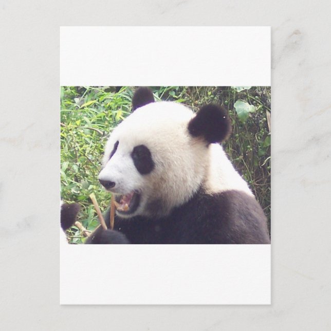 Postal Panda (Anverso)