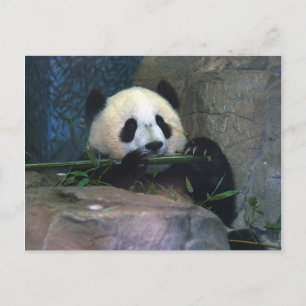 Postal Panda