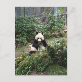 Postal Panda