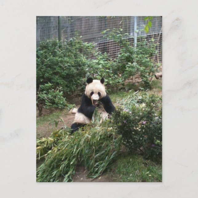 Postal Panda (Anverso)