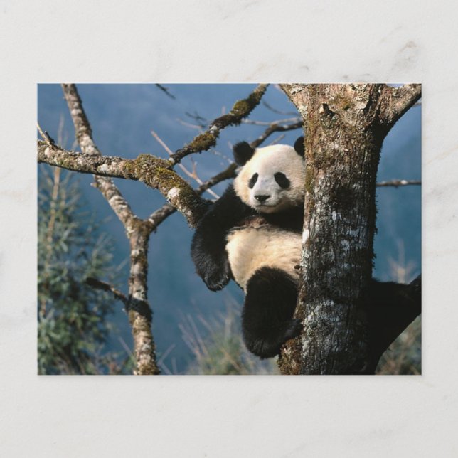 Postal Panda arriba de un árbol (Anverso)