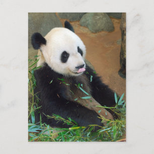 Postal Panda Bear