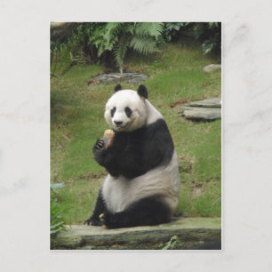 Postal Panda Bear comiendo algo de bambú