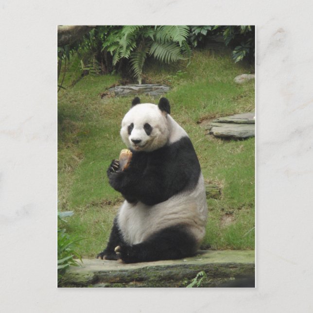 Postal Panda Bear comiendo algo de bambú (Anverso)