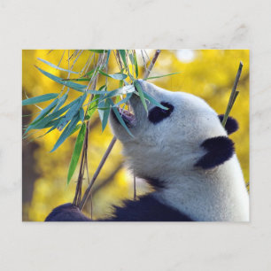 Postal Panda Bear comiendo Bamboo
