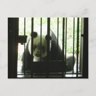Postal Panda Bear Detrás De Las Rejas