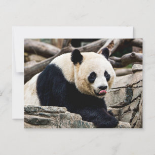 Postal Panda Bear en las rocas
