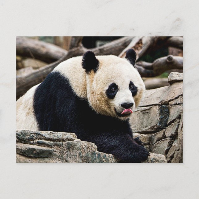 Postal Panda Bear en las rocas (Anverso)