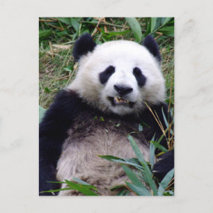 Postal Panda Bear Grinning, Animales, China