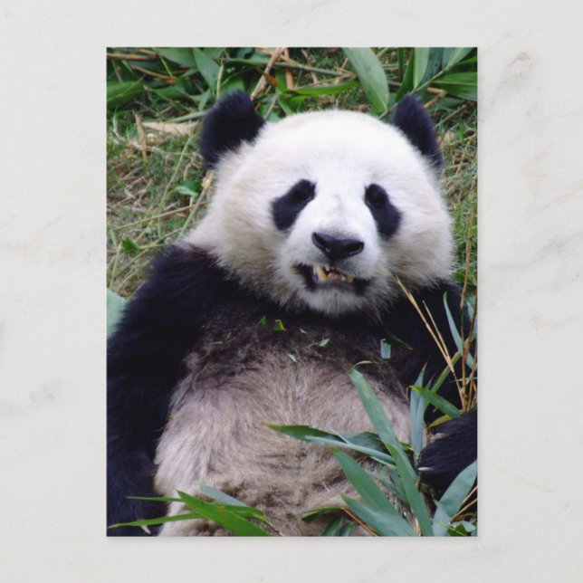 Postal Panda Bear Grinning, Animales, China (Anverso)