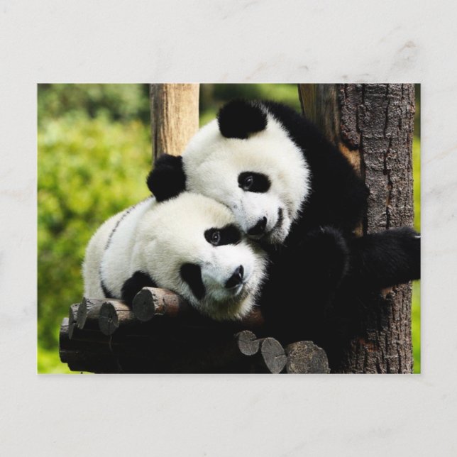 Postal Panda Bears (Anverso)