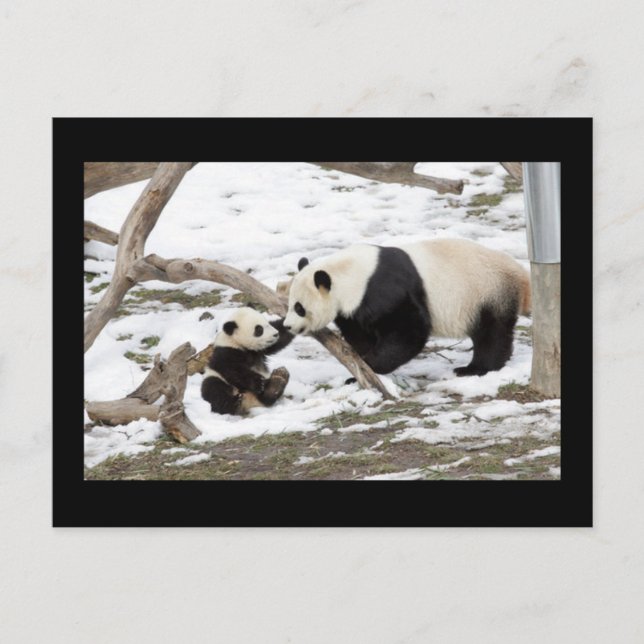 Postal Panda Bears (Anverso)