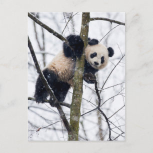 Postal Panda bebé en el árbol