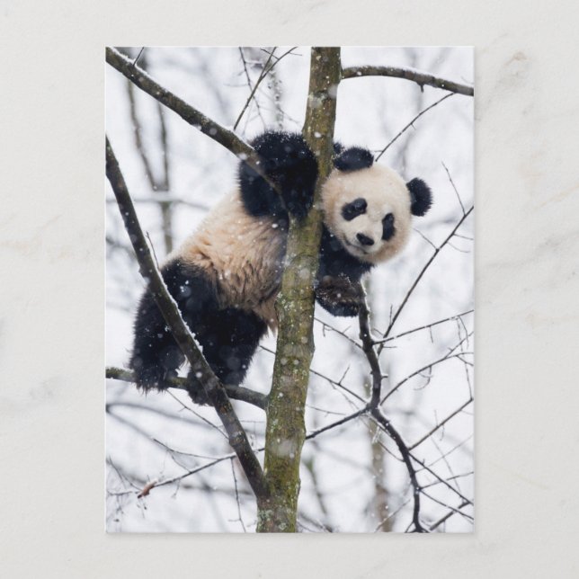 Postal Panda bebé en el árbol (Anverso)