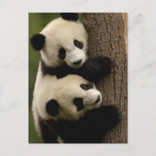 Postal Panda bebés gigantes (Ailuropoda melanoleuca) 2