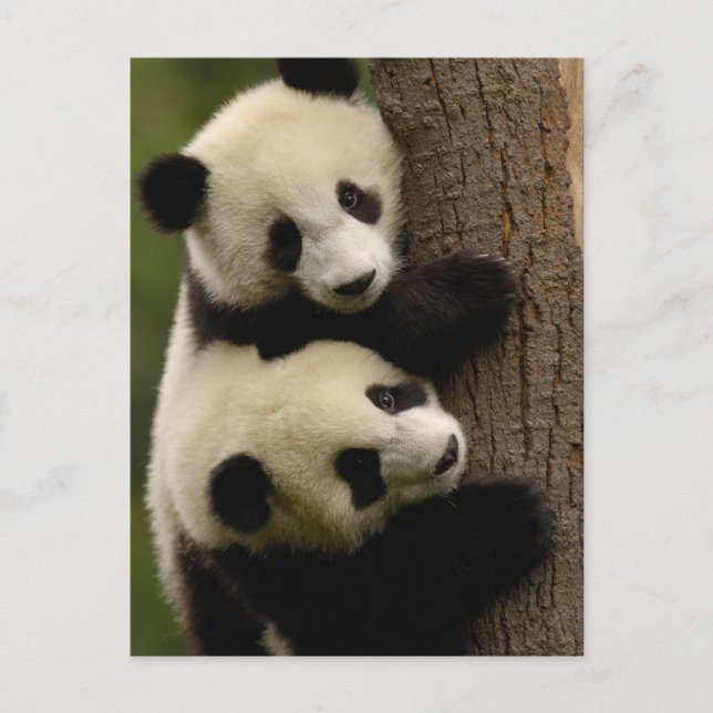 Postal Panda bebés gigantes (Ailuropoda melanoleuca) 2 (Anverso)