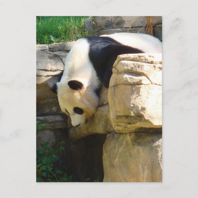 Postal Panda caliente (Anverso)