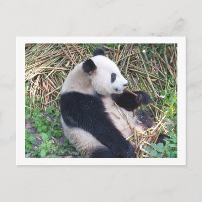 Postal Panda Eating (Anverso)