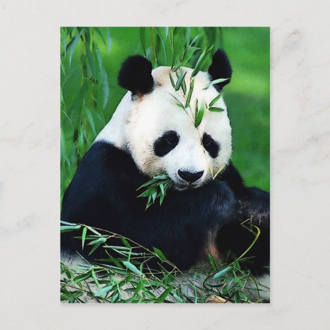 Postal Panda Eating Leaves (Anverso)