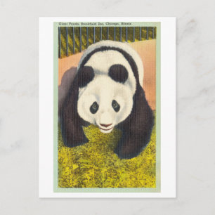 Postal Panda en el zoológico de Brookfield, Chicago, Vint